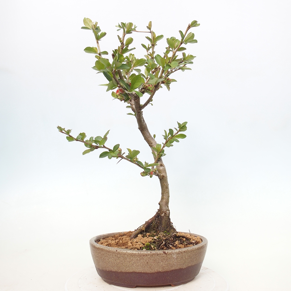 Outdoor bonsai - Chaneomeles sup. Nicoline - Quince