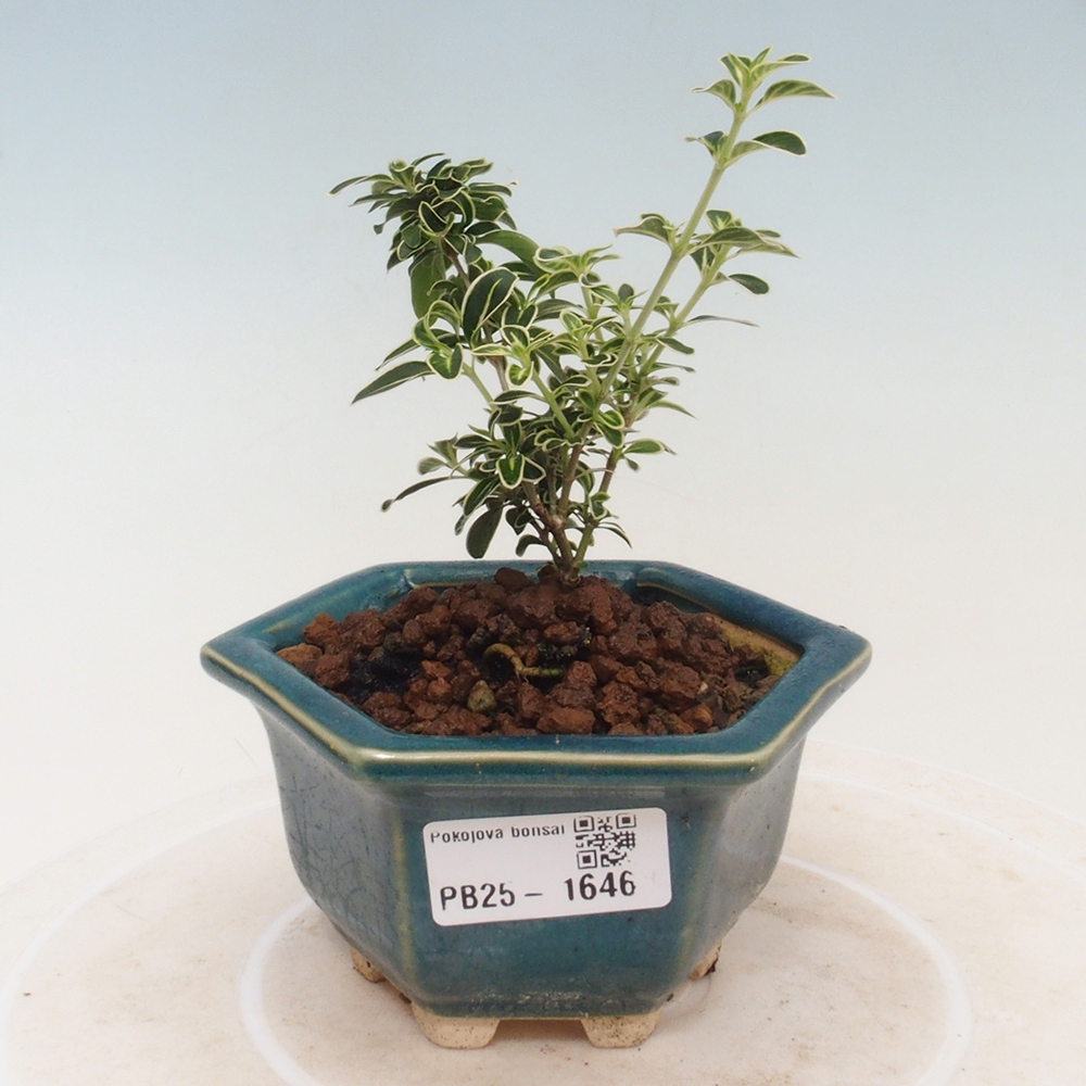 Indoor bonsai - Serissa foetida Variegata - Tree of a thousand stars