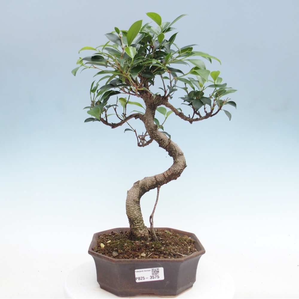 Room bonsai - Ficus retusa - small-leaved ficus