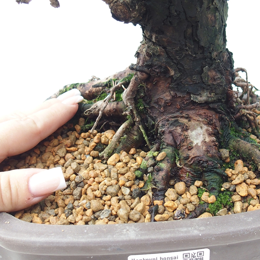 Outdoor bonsai - Pinus thunbergii Kotobuki - Thunberg pine