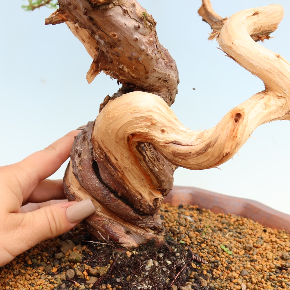 Outdoor Bonsai - Juniperus chinensis Itoigawa - Chinese Juniper
