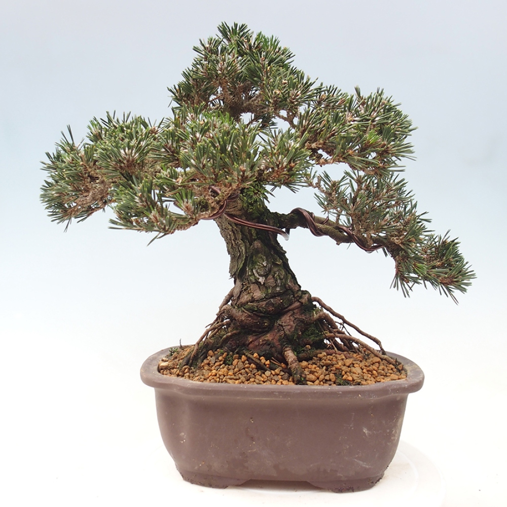 Outdoor bonsai - Pinus thunbergii Kotobuki - Thunberg pine