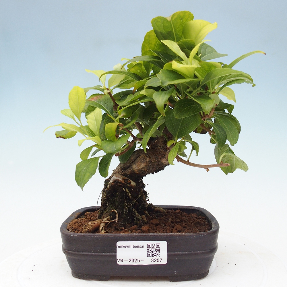 Outdoor bonsai - Celastrus Jesenec