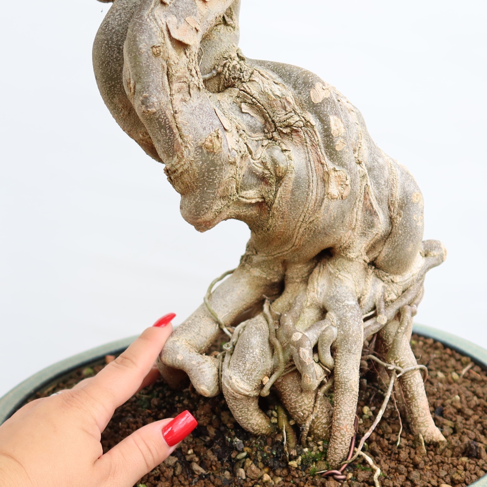 Outdoor bonsai - Maple Burger - Acer Burgerianum