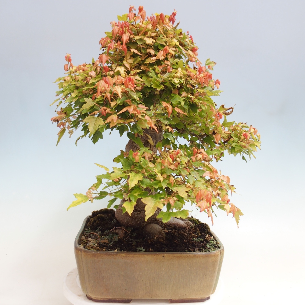 Outdoor bonsai - Maple Buergerianum - Burger Maple