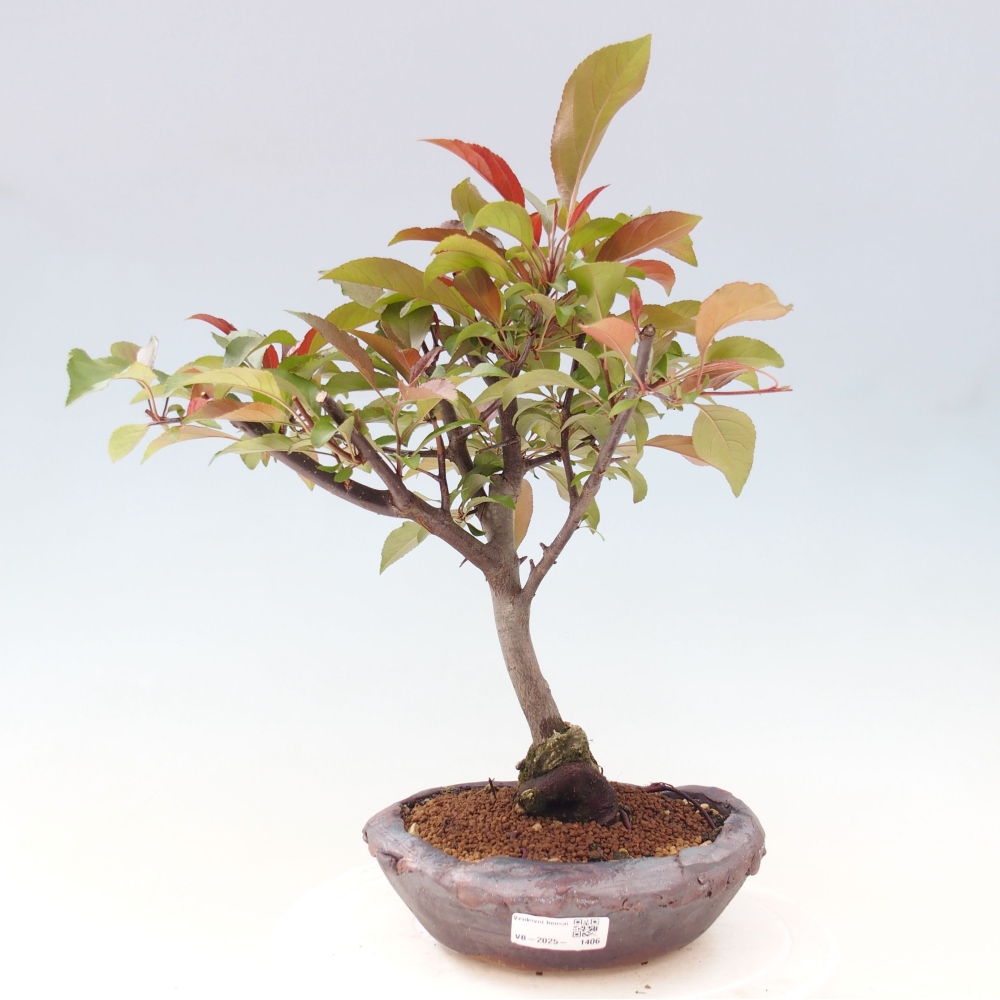 Outdoor bonsai - Malus domestica - Small-fruited red-leaved apple tree