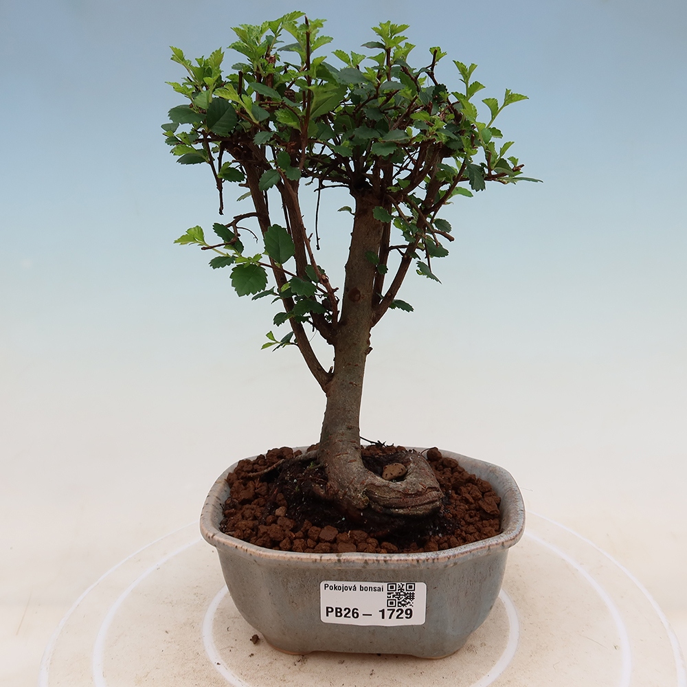 Room bonsai - Ulmus parvifolia - Small-leaved elm