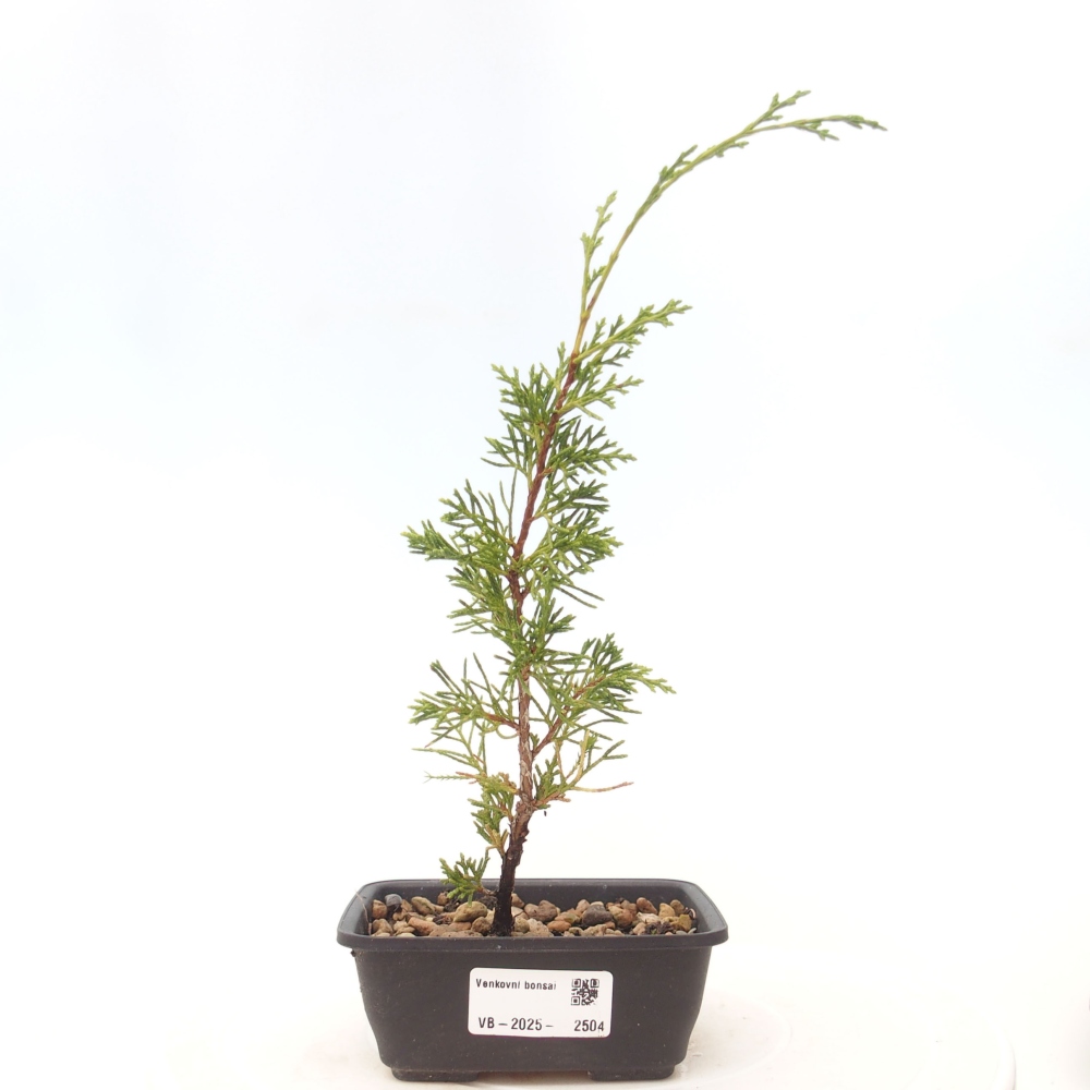 Outdoor bonsai - Juniperus chinensis Itoigawa - Chinese juniper