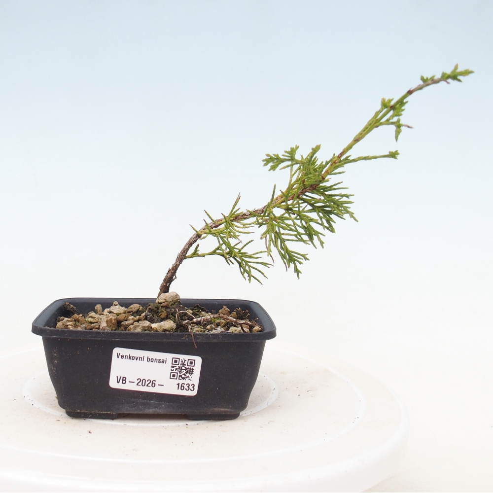 Outdoor bonsai - Juniperus chinensis Itoigawa