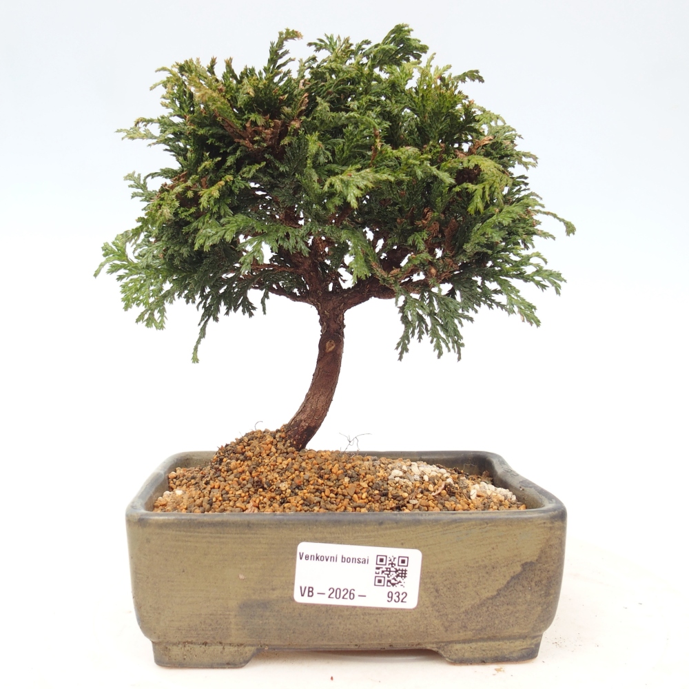 Outdoor bonsai - Cham.pis Parslori - Cypress