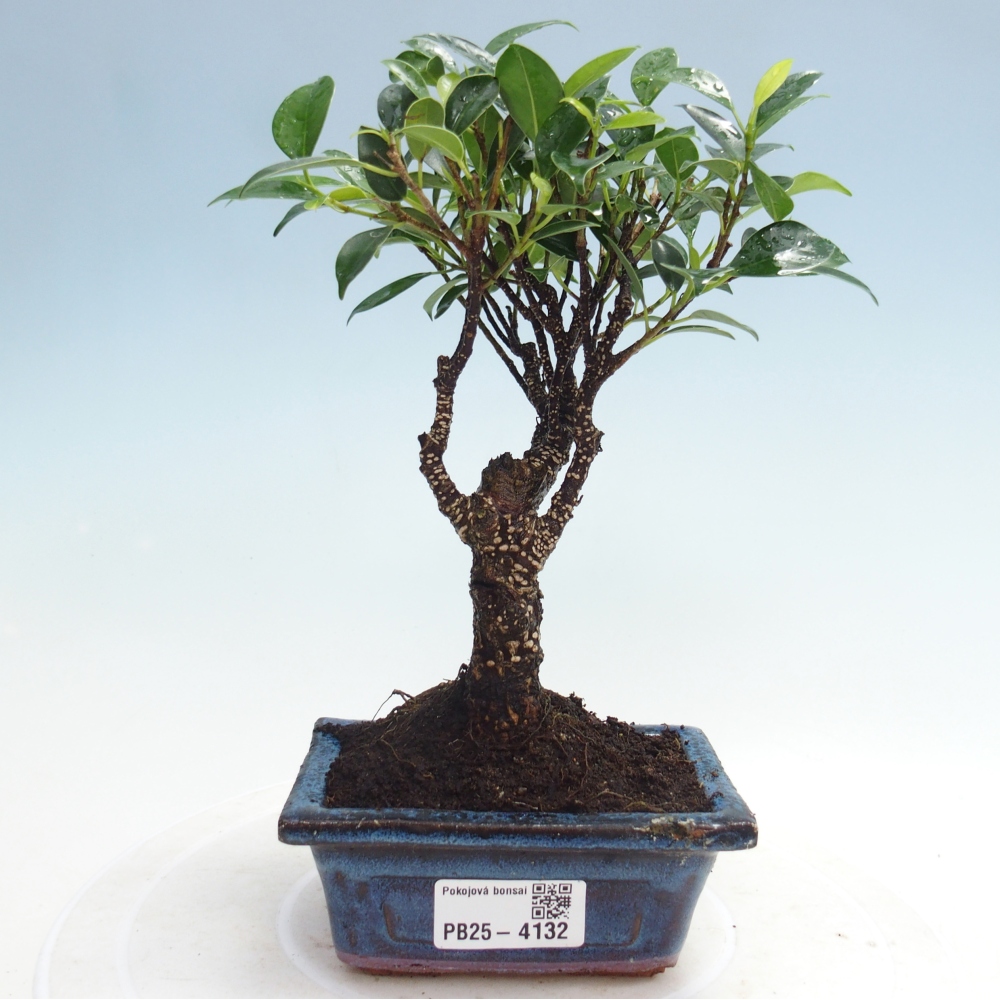 Room bonsai Ficus retusa kimmen