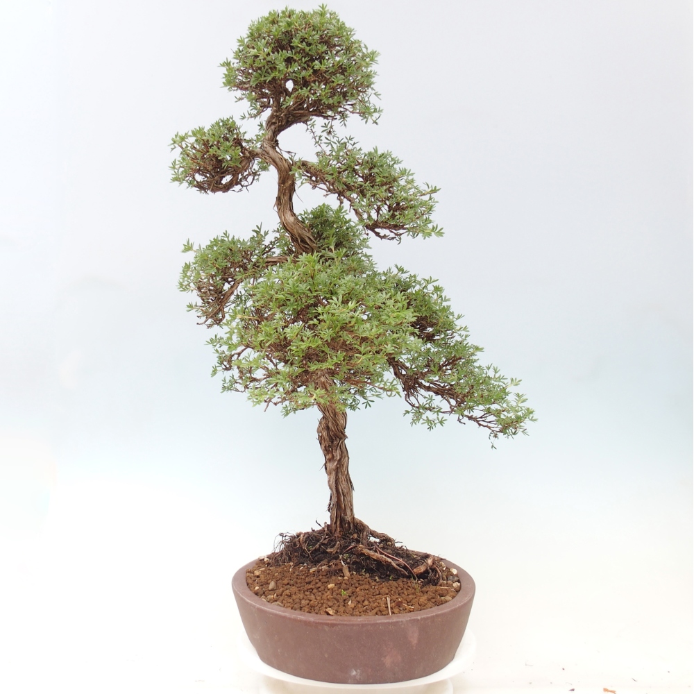 Outdoor bonsai - Potentila fruticosa