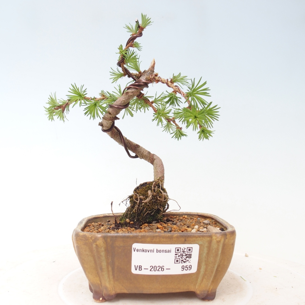 Outdoor bonsai - Larix Kaempferi - Japanese Larch