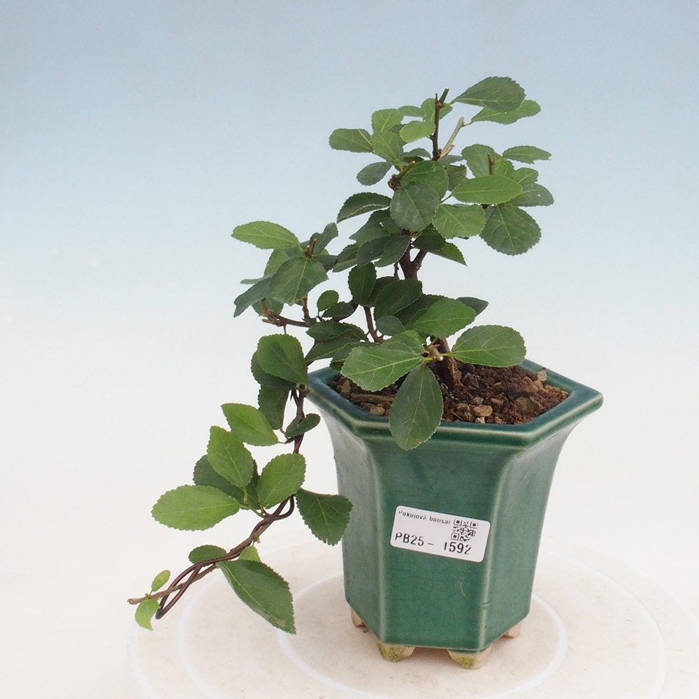 Indoor bonsai - Grewia occidentalis - Lavender star