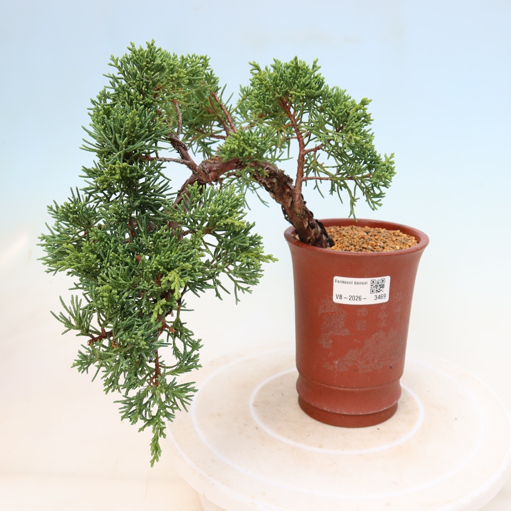 Outdoor bonsai - Juniperus chinensis Kishu