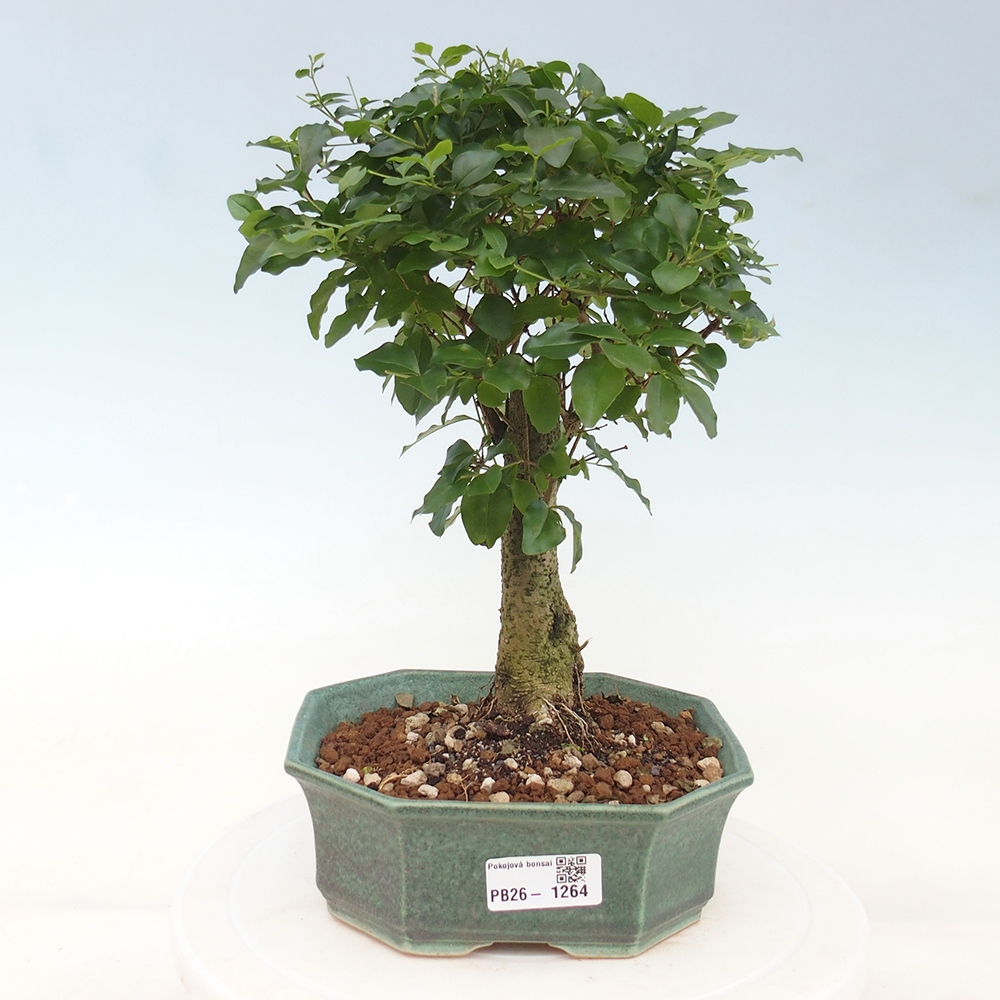 Room bonsai -Ligustrum chinensis - Birds Beak