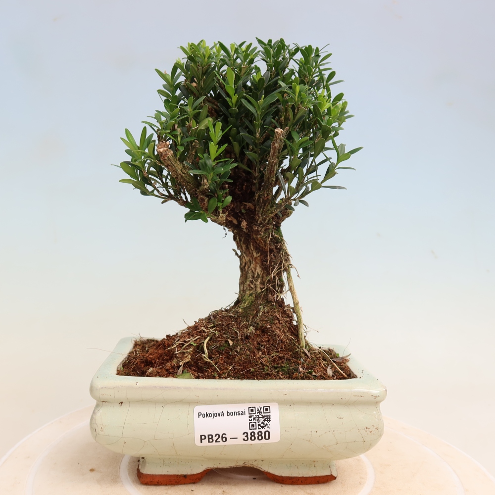 Room bonsai - Buxus harlandii - cork buxus