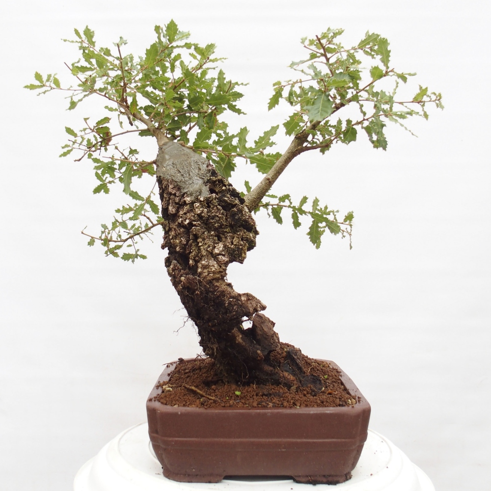 Yamadori - Quercus Ilex - Oak holly