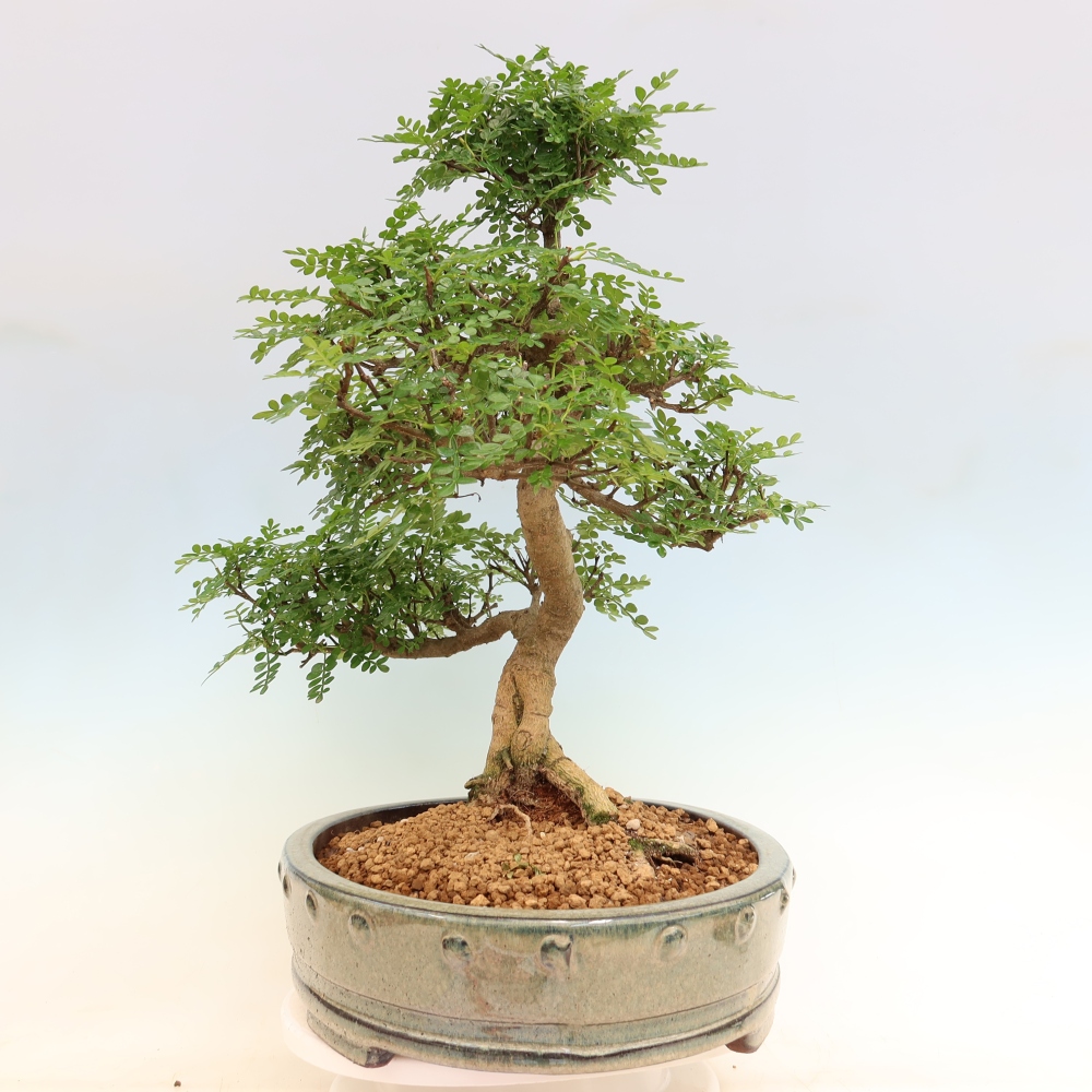 Room bonsai - Zantoxylum piperitum - pepper tree