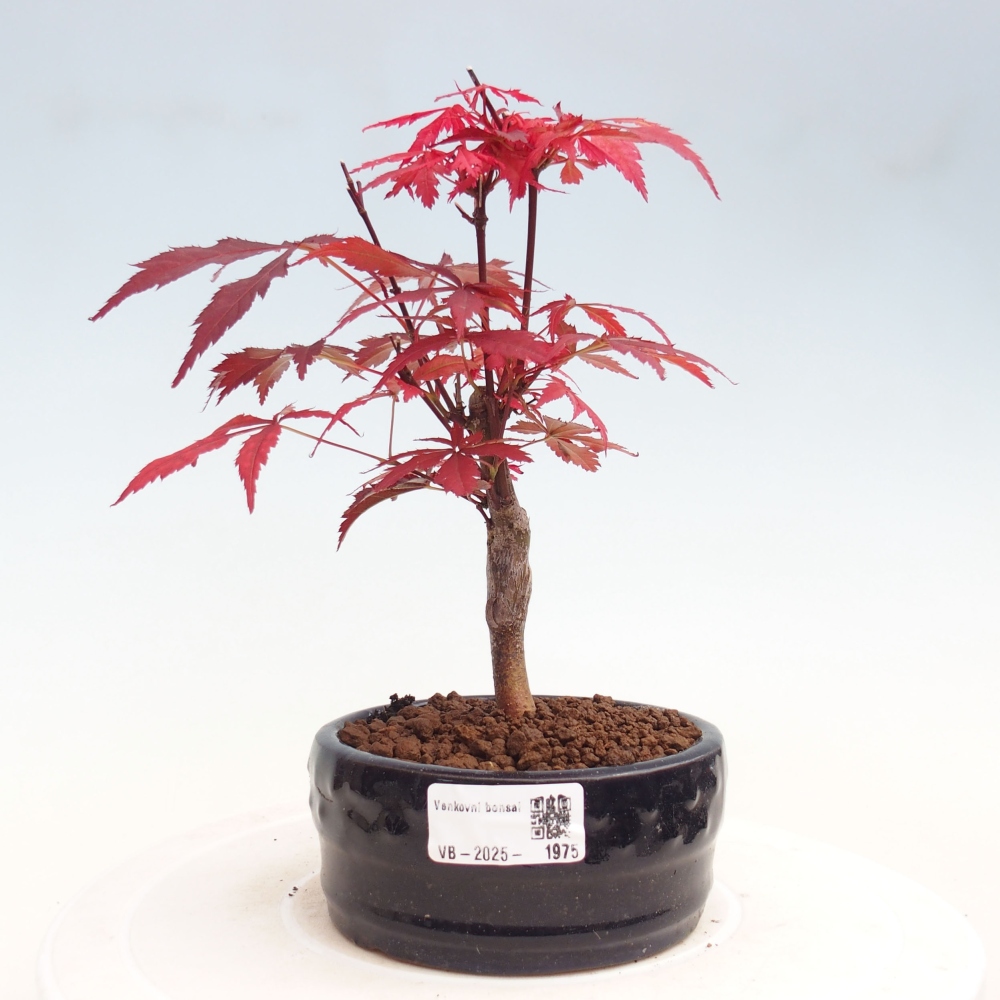 Outdoor bonsai - Acer palm. Atropurpureum-Palmleaf Maple