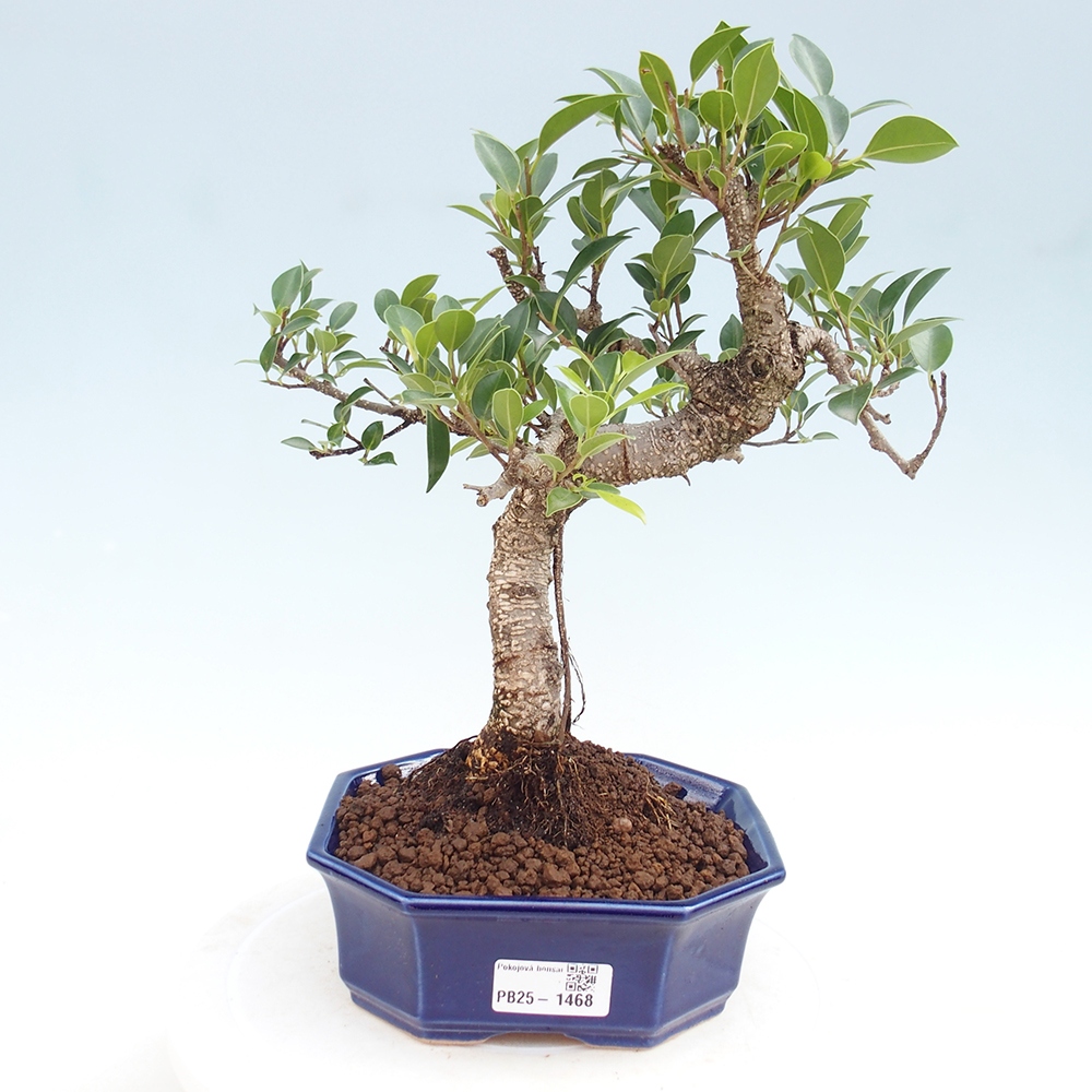 Indoor bonsai - Ficus retusa - small ficus