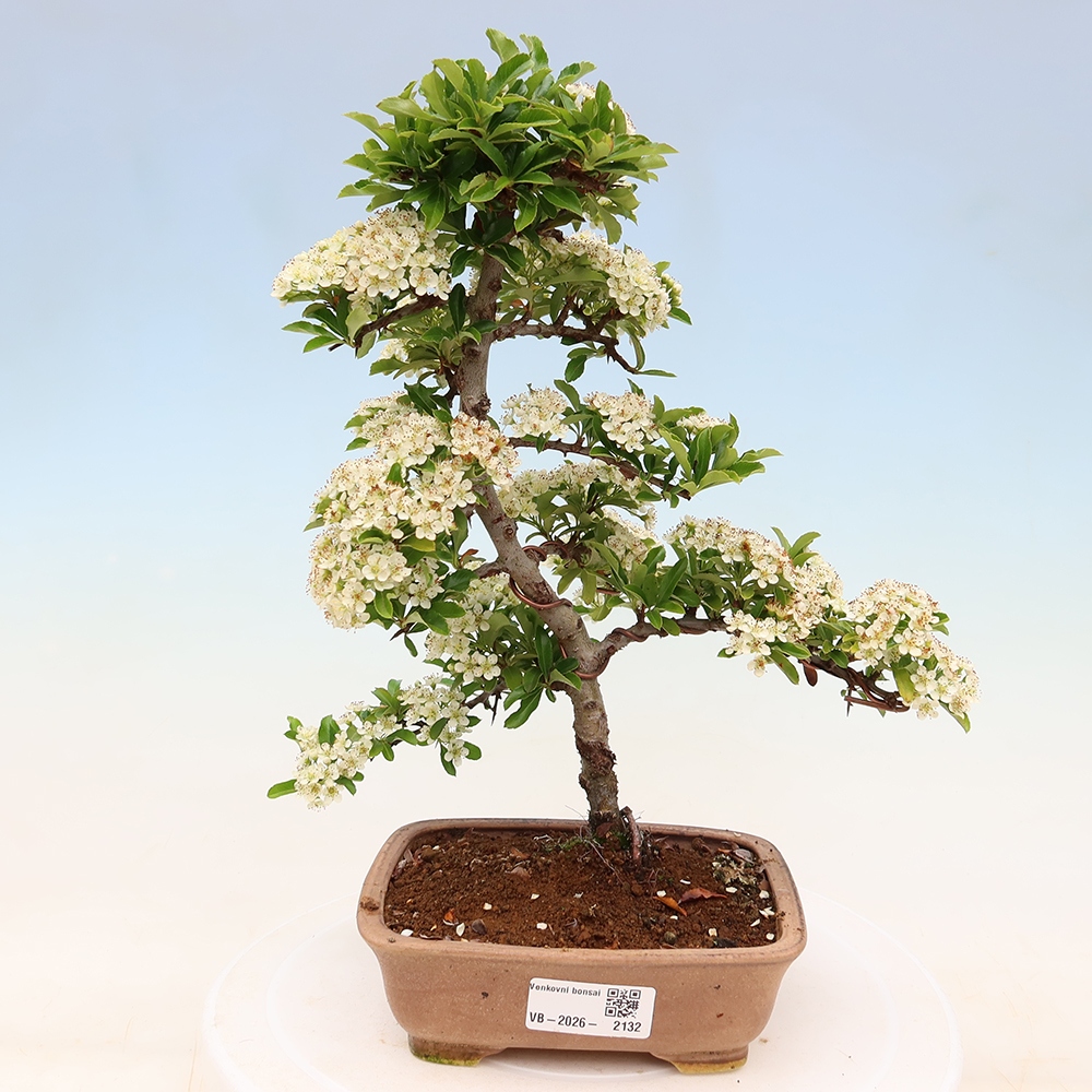 Outdoor Bonsai - Pyracantha teton - Scarlet Firethorn
