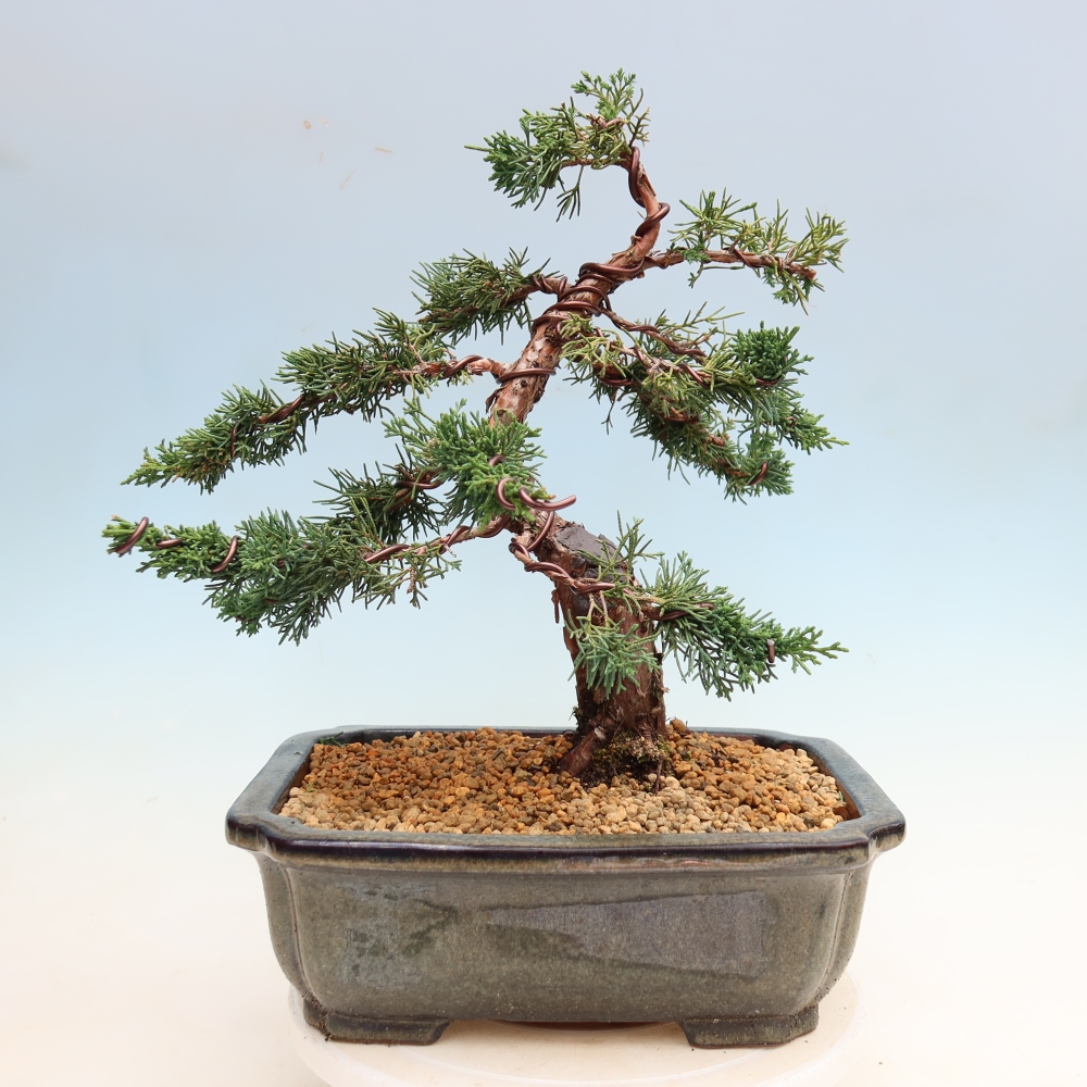 Outdoor bonsai - Juniperus chinensis Kishu