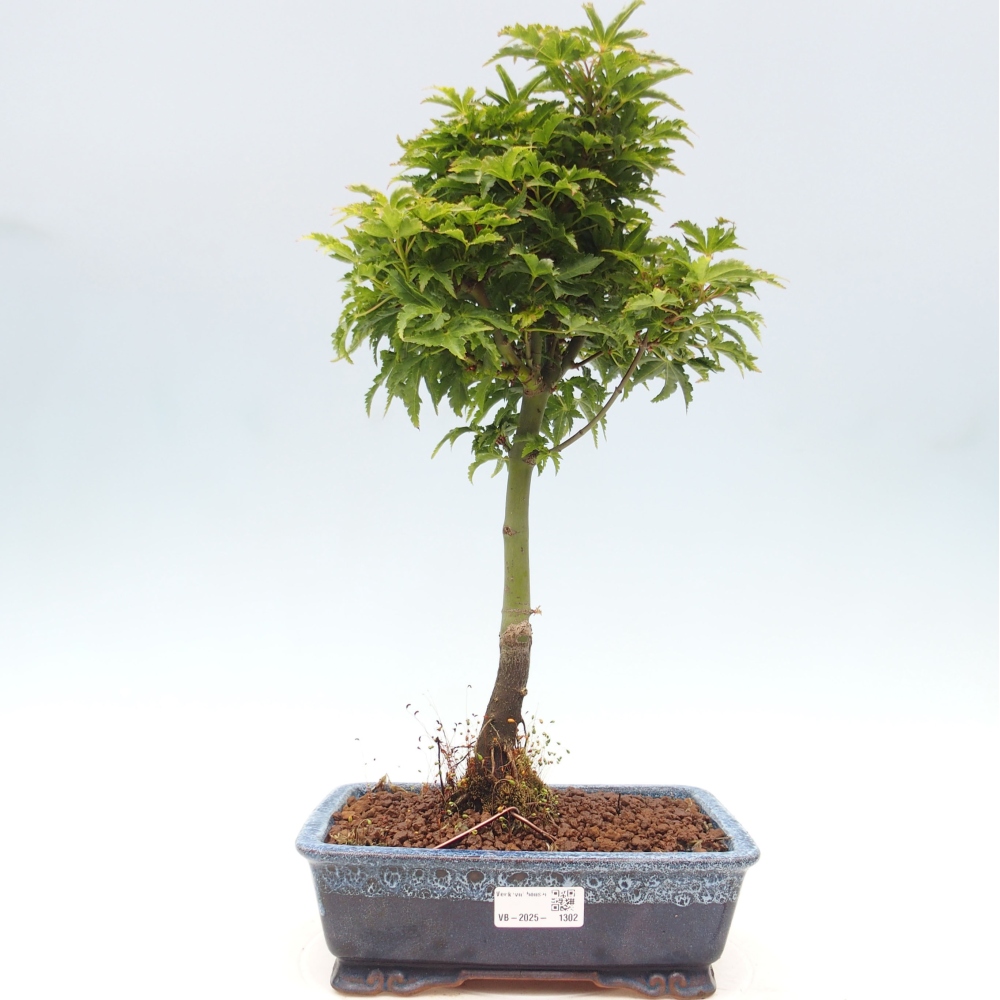 Outdoor bonsai - Acer palmatum Shishigashira maple