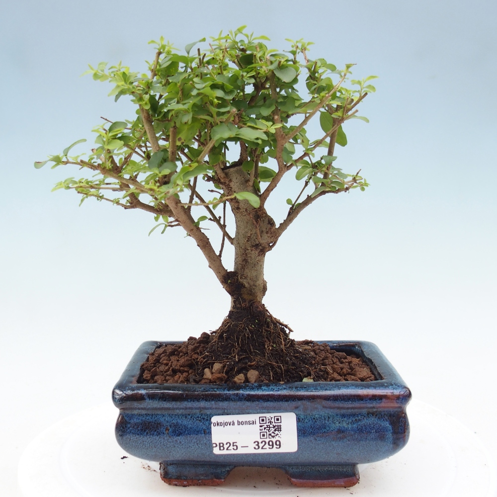 Room bonsai -Ligustrum chinensis - Birds Beak