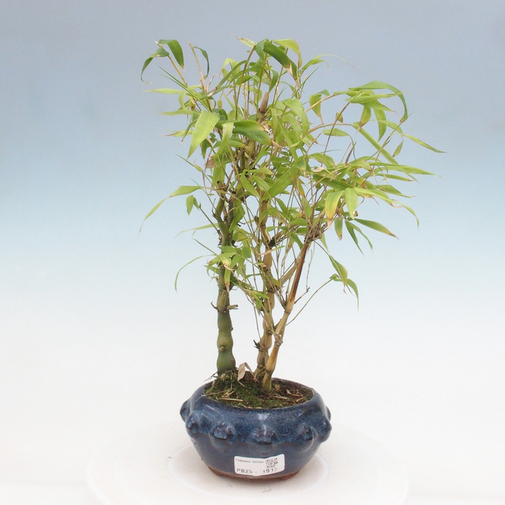 Indoor bonsai - Bamboo Buddha-Bamboo Buddha's belly