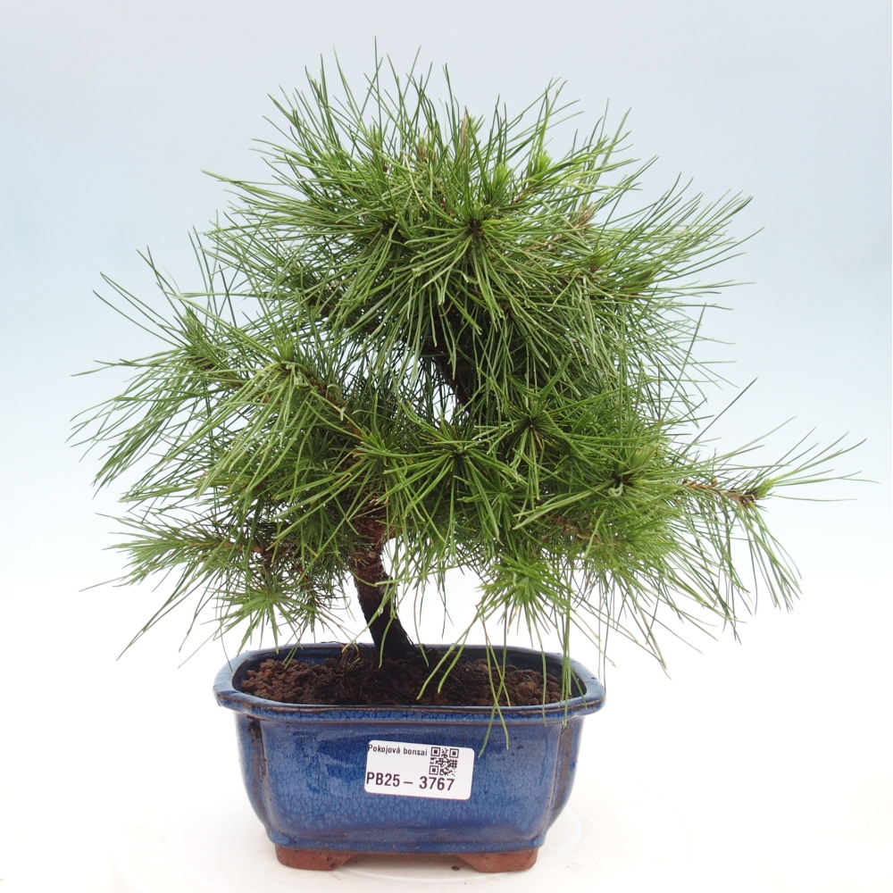 Room bonsai-Pinus halepensis-Pine of Aleppo