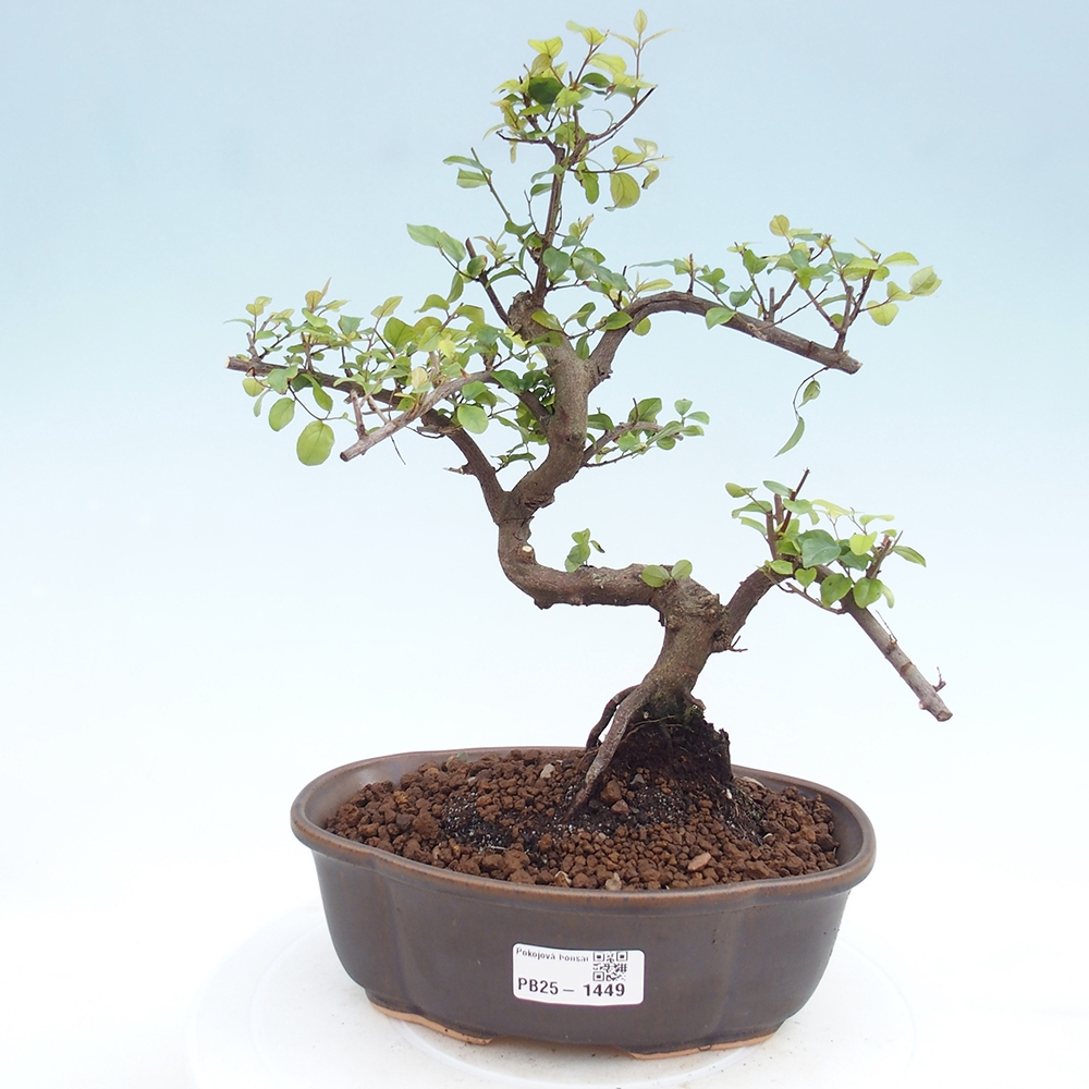 Indoor bonsai - Sagerécie thea - Sagerécie thea
