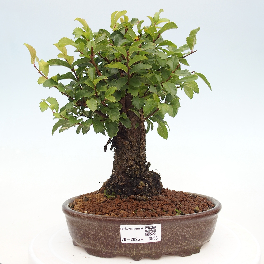Outdoor bonsai - Zelkova - Zelkova NIRE