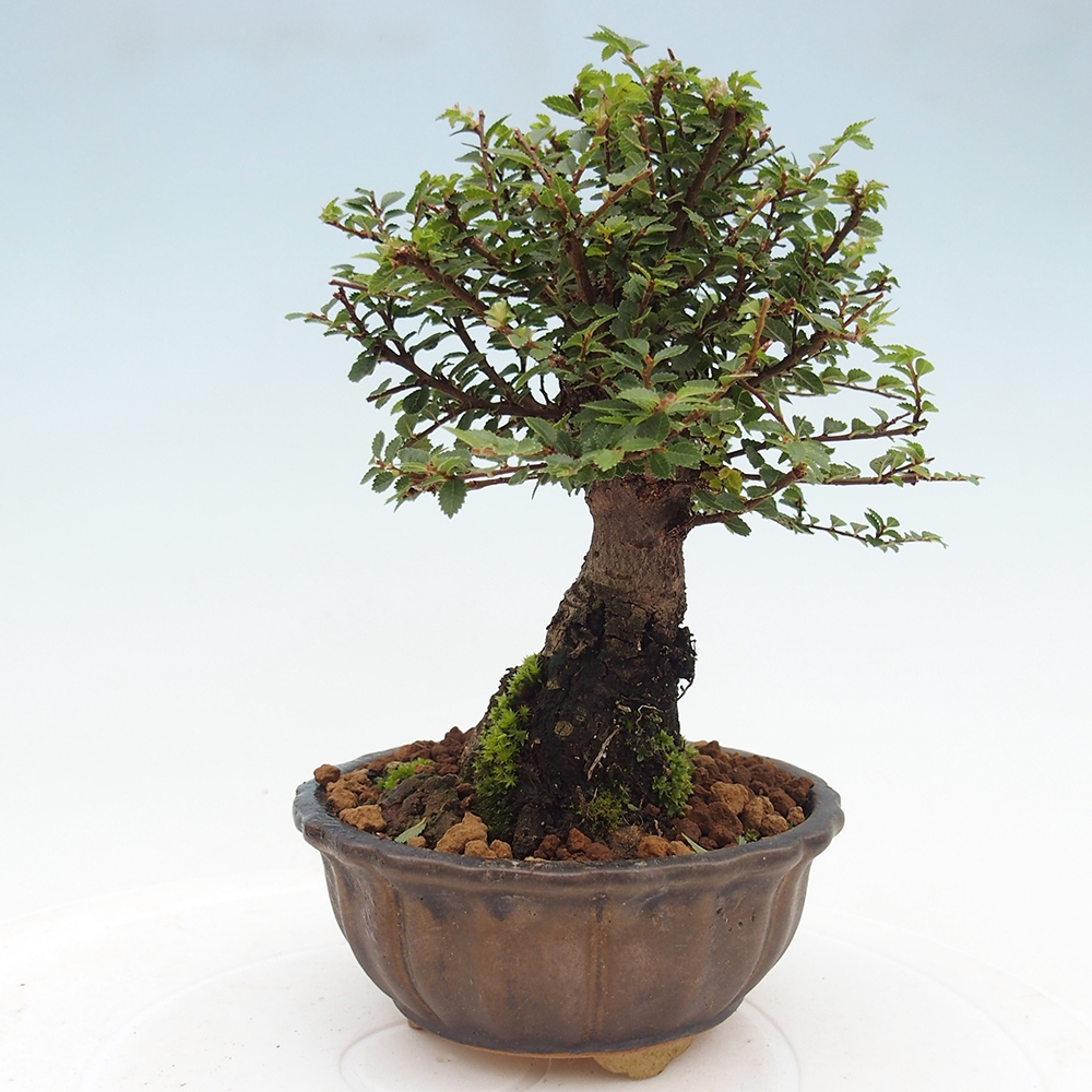 Outdoor bonsai - Ulmus parvifolia Hokkaido - Chinese elm