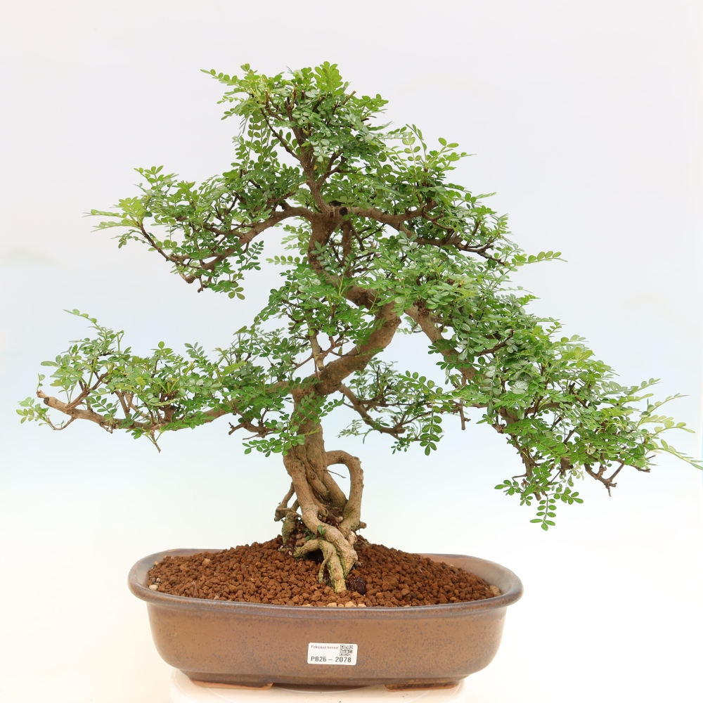Room bonsai - Zantoxylum piperitum - pepper tree