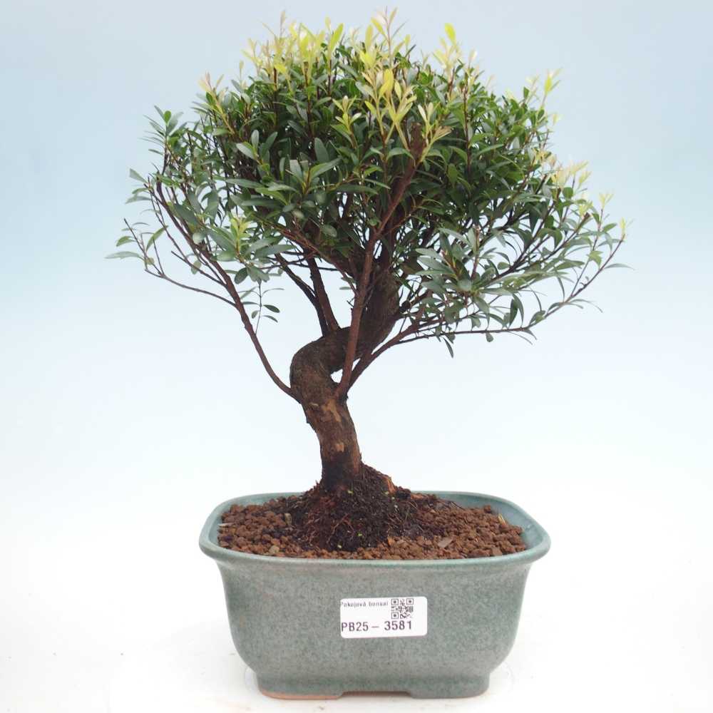 Room bonsai - Syzygium - Pimento