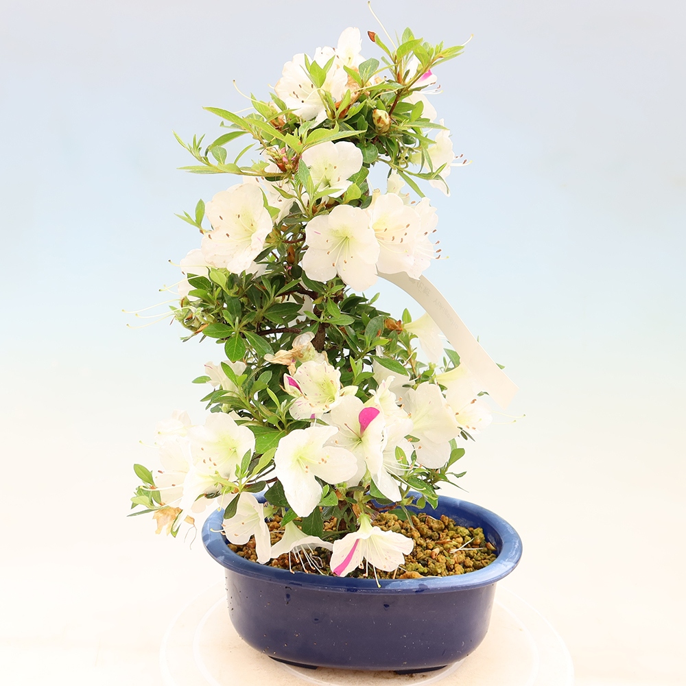 Outdoor bonsai - Japanese Azalea - Azalea Yukigesho