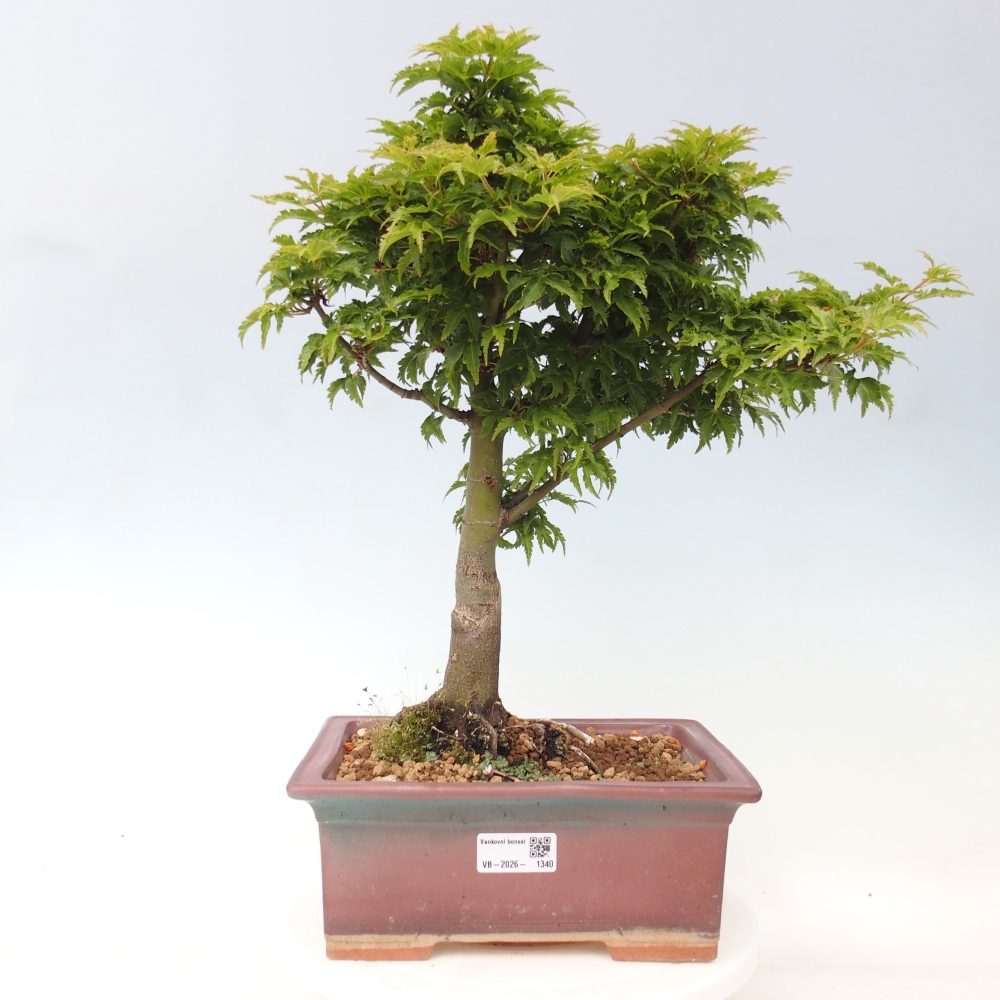 Outdoor bonsai -Javor palm Acer palmatum Shishigashira