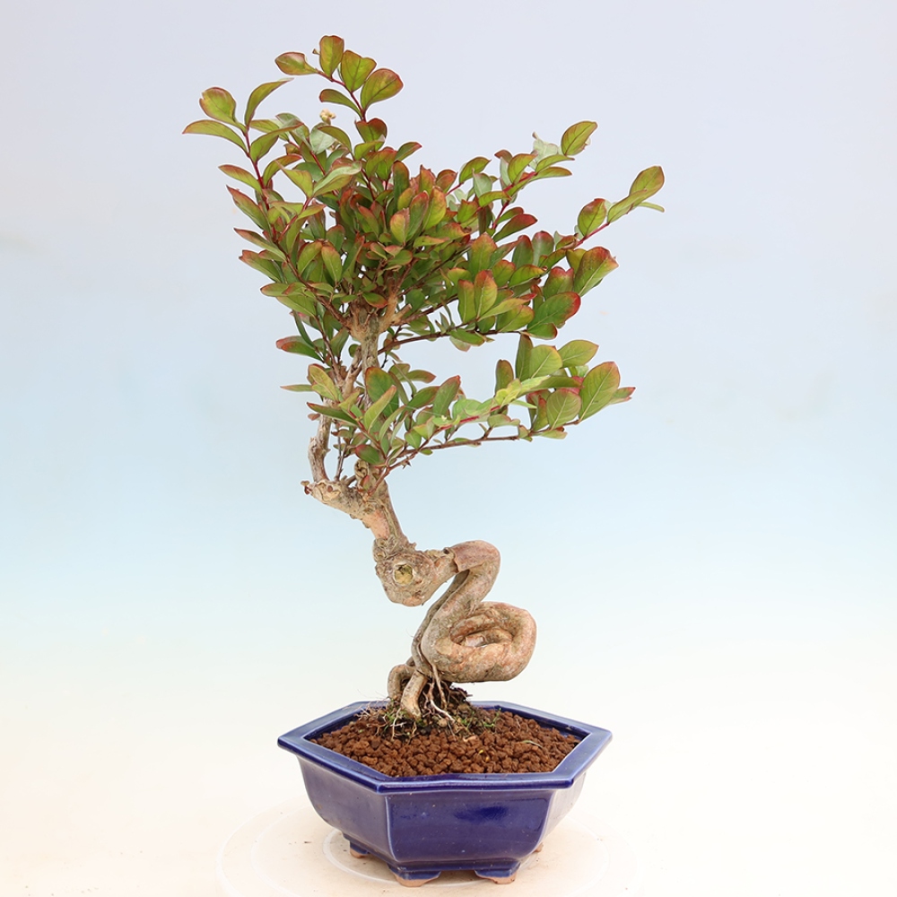 Indoor Bonsai - Lagerstroemia indica - Indian Lilac