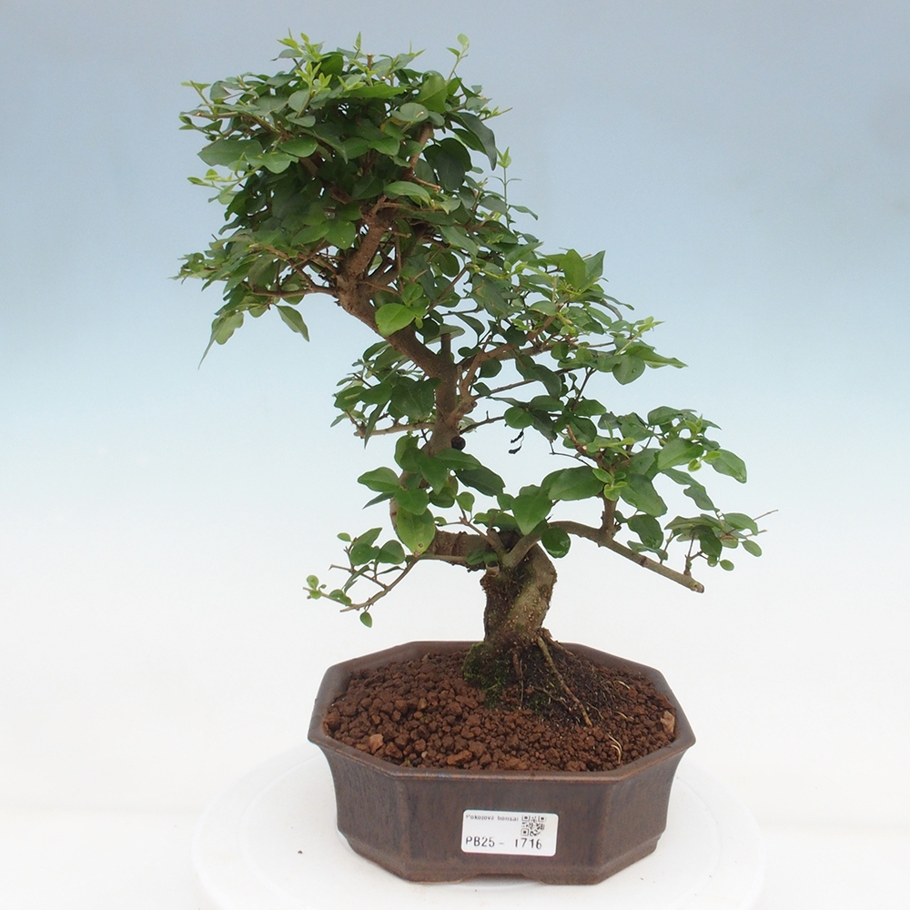 Indoor bonsai -Ligustrum chinensis - Bird's beak