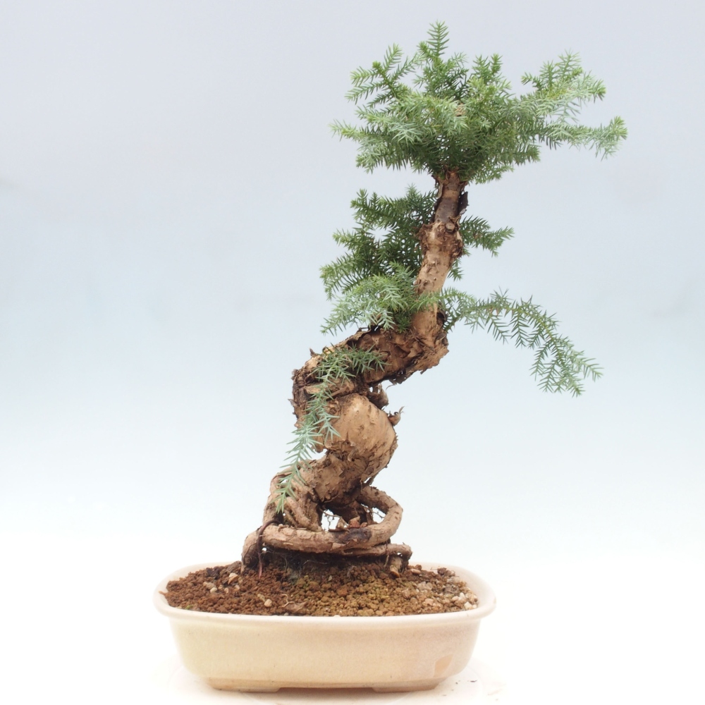 Room bonsai - Araukarie - room spruce