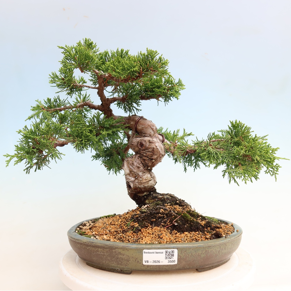 Outdoor Bonsai - Juniperus chinensis Itoigawa - Chinese Juniper