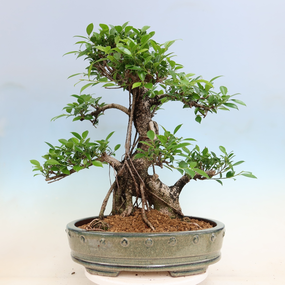 Room bonsai - Ficus kimmen - small-leaved ficus