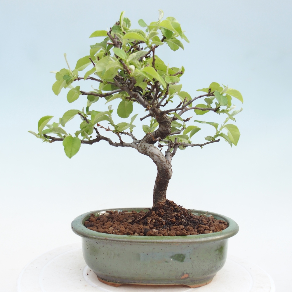 Outdoor bonsai - Chaneomeles chinensis