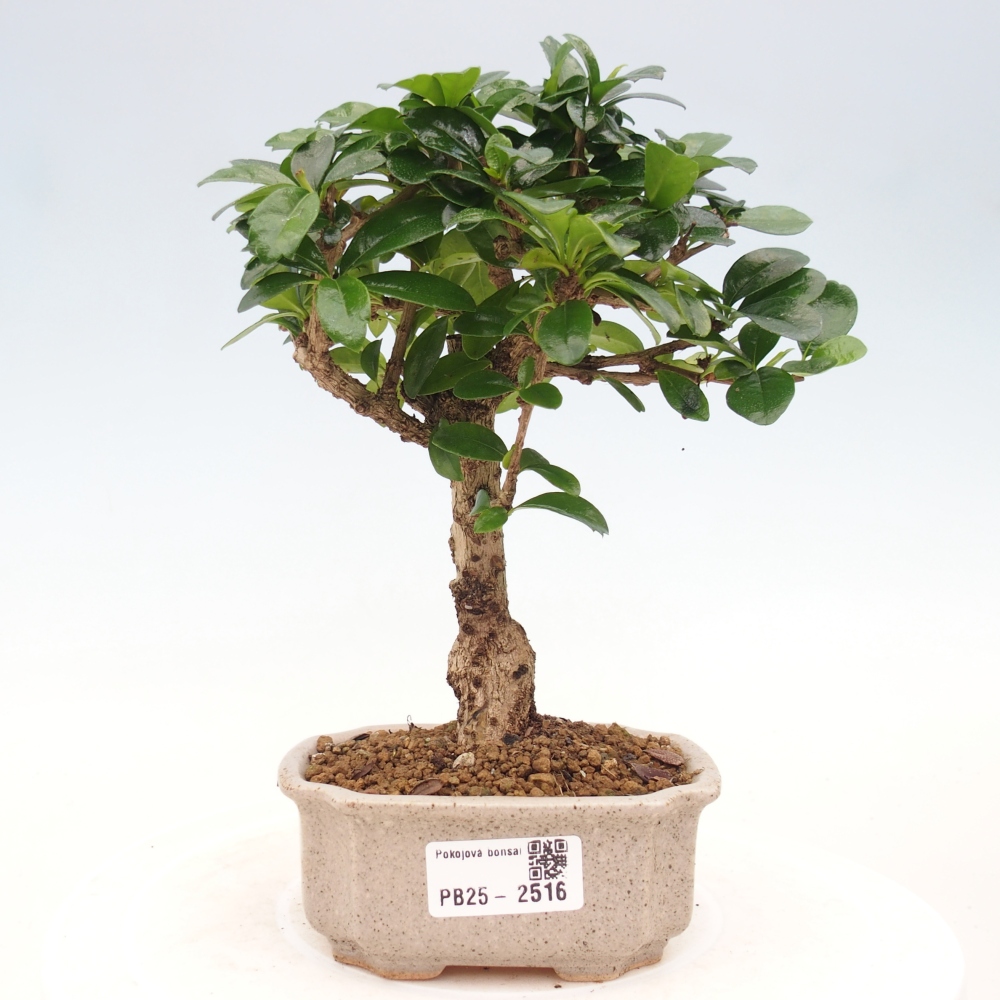 Indoor bonsai - Carmona macrophylla - Fuki tea