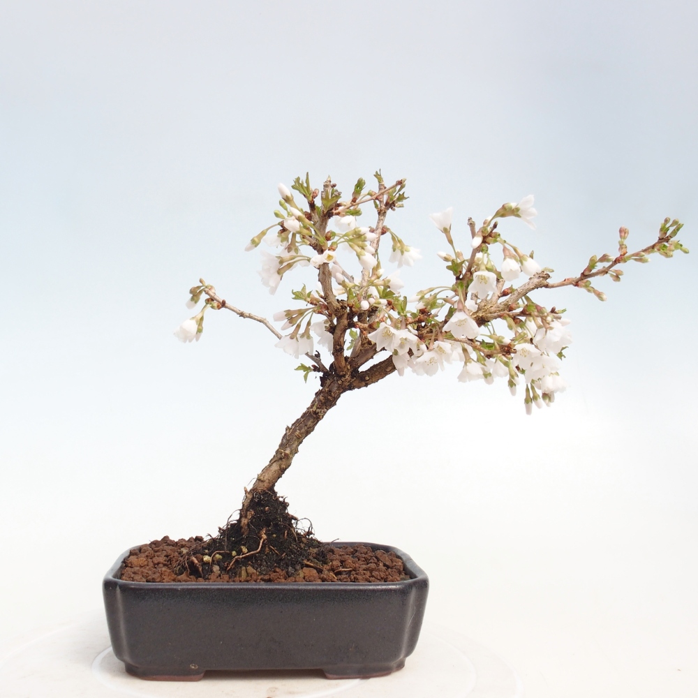 Outdoor bonsai - Prunus incisa Kojou-no mai-Plivon cut out