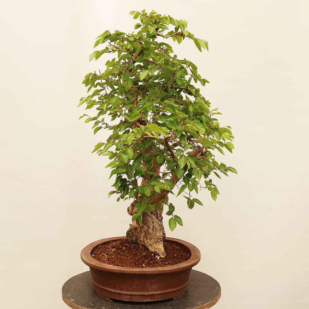 Outdoor bonsai - Carpinus Coreana - Korean hornbeam