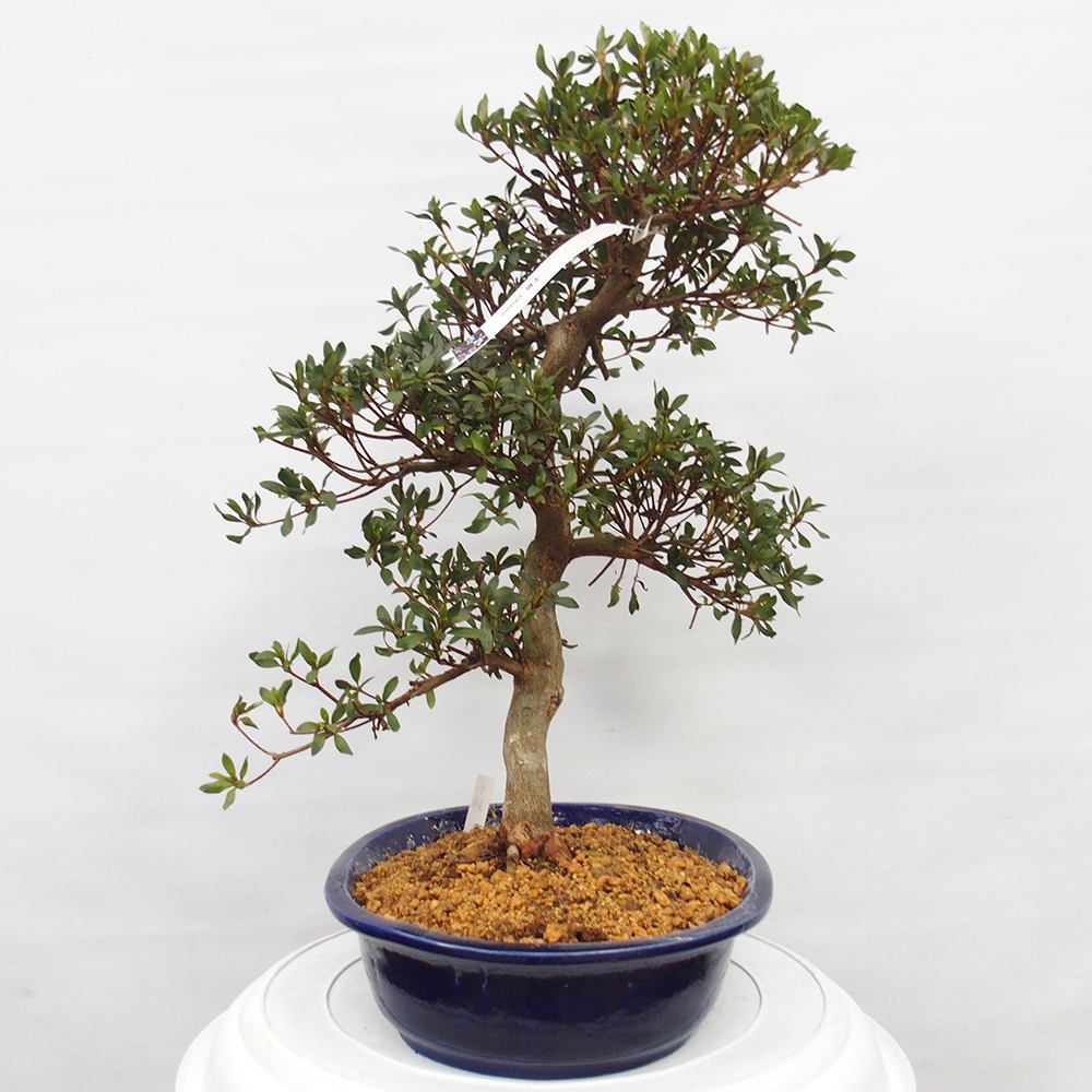 Outdoor bonsai - Japanese azalea - Azalea CHIHIRO