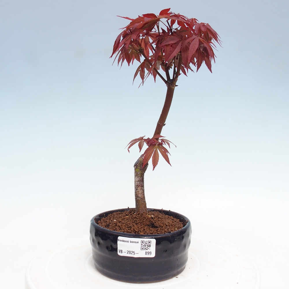 Outdoor bonsai - Acer palm. Atropurpureum-Palmleaf Maple