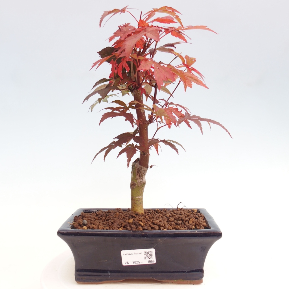 Outdoor bonsai - Acer palm. Atropurpureum-Palmleaf Maple